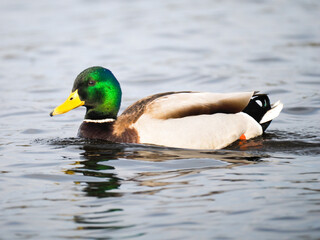 Haubentaucher (Podiceps cristatus)