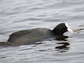 Blässhuhn (Fulica atra)