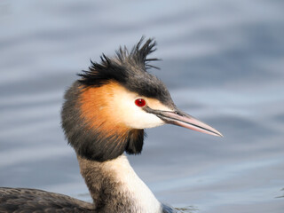 Haubentaucher (Podiceps cristatus)