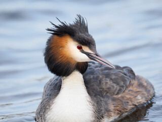 Haubentaucher (Podiceps cristatus)