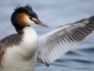 Haubentaucher (Podiceps cristatus)