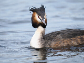 Haubentaucher (Podiceps cristatus)