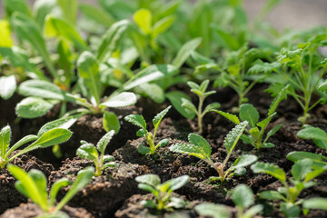 Flower seedlings growing in soil blocks. Soil blocking is a seed starting technique that relies on planting seeds in cubes of soil rather than plastic cell trays or pots.