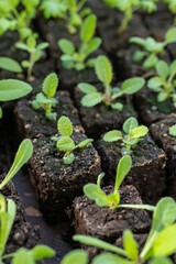 Flower seedlings growing in soil blocks. Soil blocking is a seed starting technique that relies on...