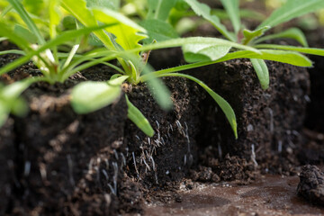 Growing statice seedlings in soil blocks. Air pruning means that the initial roots slightly dry out...