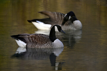 Kanadagans // Canada goose (Branta canadensis) 