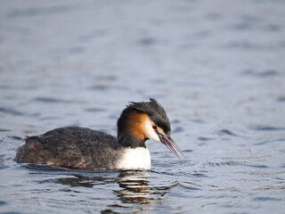 Haubentaucher&nbsp;(Podiceps cristatus)