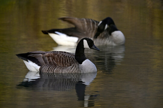 Kanadagans // Canada goose (Branta canadensis) 