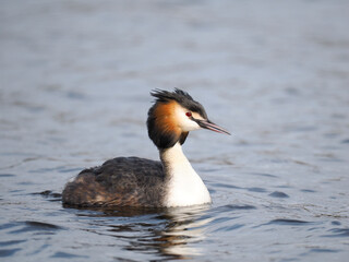 Haubentaucher (Podiceps cristatus)