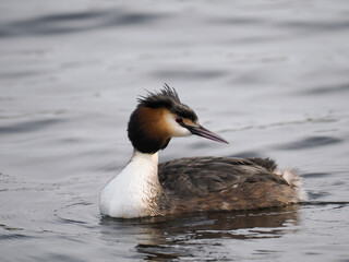 Haubentaucher (Podiceps cristatus)