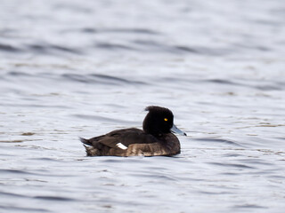 Reiherente (Aythya fuligula)