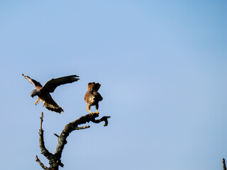 Turmfalke (Falco tinnunculus)