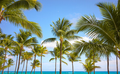 Fototapeta na wymiar Coconut palm trees on a tropical beach, Mexico.