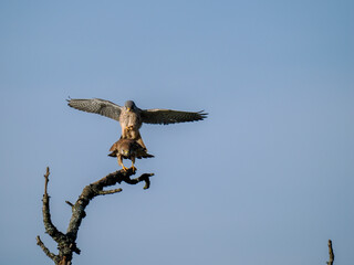 Turmfalke (Falco tinnunculus)