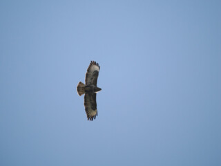 Mäusebussard (Buteo buteo) 