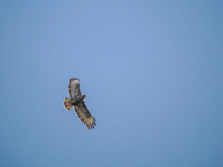 Mäusebussard (Buteo buteo) 