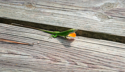 Lizard On Boardwalk at Martin Dies, Jr. State Park, in Texas