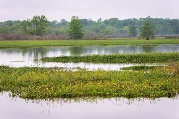 Martin Dies, Jr. State Park, in Texas