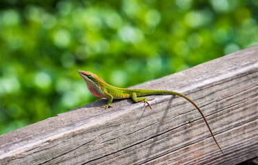 Lizard On Boardwalk at Martin Dies, Jr. State Park, in Texas