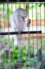 yellow-crested cockatoo