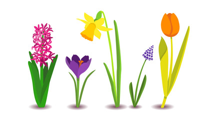 Dutch bulb springflowers the big five flowers from holland, The Netherlands; iconic tulip, narcissus daffodil, crocus, hyacinth and blue grape, easter decoration