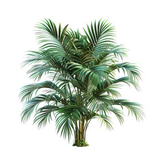 Fototapeta premium palm tree with large flat leaves isolated on transparent background