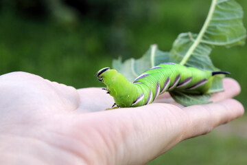 Privet Hawk-moth (Sphinx ligustri) caterpillar natural conditions, close up with leaf on hand, on aged wood background