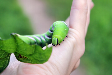 Privet Hawk-moth (Sphinx ligustri) caterpillar natural conditions, close up with leaf on hand, on aged wood background