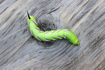 Privet Hawk-moth (Sphinx ligustri) caterpillar natural conditions, close up with leaf on hand, on aged wood background