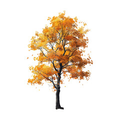 An ancient walnut tree in fall isolated on transparent background
