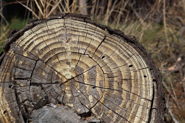 détail du tronc de l arbre coupé