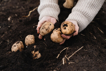 Farmer showing harvested potatoes in background of fertile black soil on field.