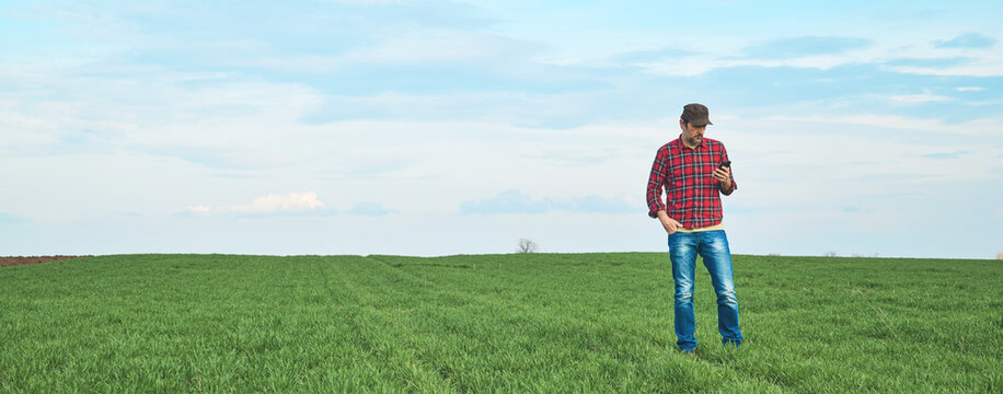 Farmer standing in wheat seedling field and using mobile phone app, smart farming concept, panoramic image