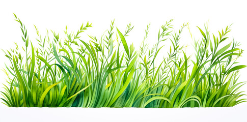 Watercolor grass isolated on white background. Abstract green summer meadow, wild grass banner for clip art or scrapbook. Nature graphic resource by Vita