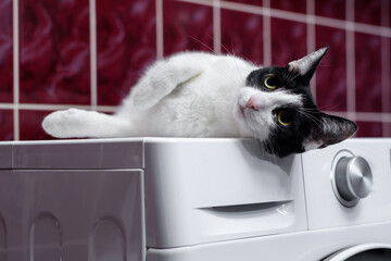Czarnobiały kot domowy leży na pralce - obrazy, fototapety, plakaty