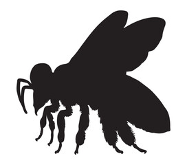 Africanized Honey Bee silhouette icon. Vector image.
