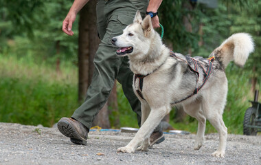 A sled dog walking with a ranger. Denali National Park and Preserve. Alaska.