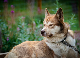 A sled dog resting at Denali National Park and Preserve. Alaska.