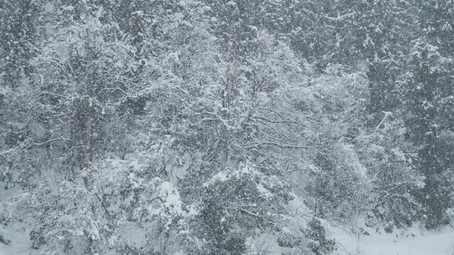 スロー映像：雪山にしんしんと降り続ける綺麗な雪