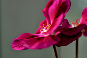 Photo of blooming pelargonium close up