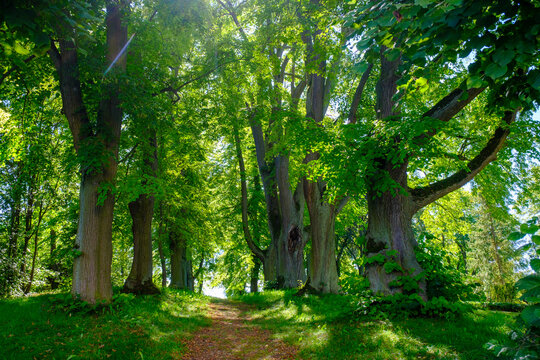 Germany, Thuringia, Geisa, Footpath in green summer park