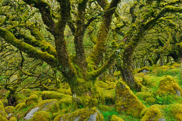 UK, England, Moss covered trees in Wistmans Wood