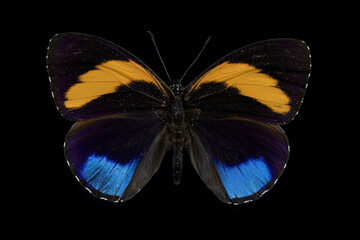 Superb numberwing butterfly, full body image
