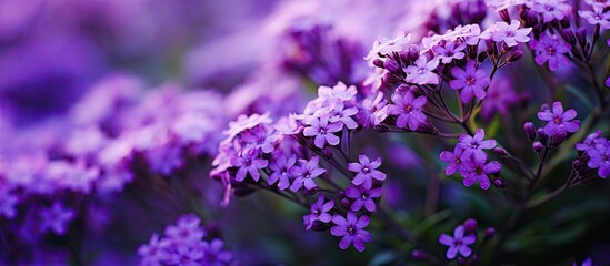 Delicate Purple Flowers Bathed in Warm Sunlight Creating a Serene Garden Scene