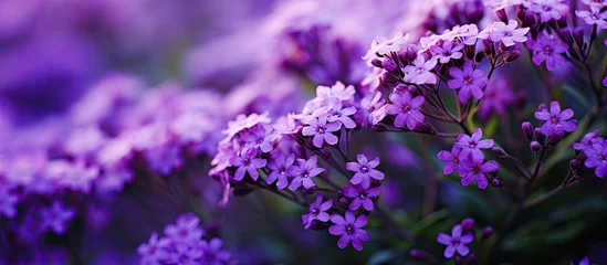 Tischdecke Delicate Purple Flowers Bathed in Warm Sunlight Creating a Serene Garden Scene © HN Works