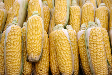 Collection of Fresh Corn Ears