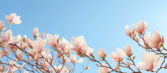 Delicate Magnolia Tree Blooming with Pink Flowers Against a Clear Blue Sky