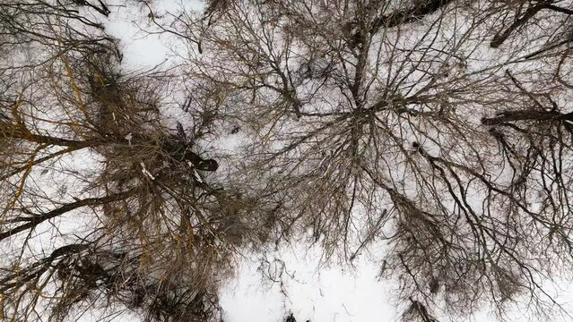 Top down view of leafless winter deciduous forest during snowfall. Aerial view