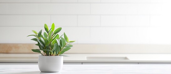 Minimalist Kitchen Decor with Artificial Plant in Chic White Pot on Counter