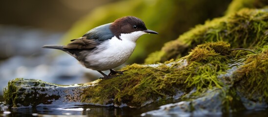 Graceful White-Throated Dipper Perched on Lush Moss Covered Rock in Serene Natural Habitat